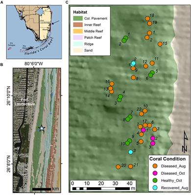 Metabolomics of Healthy and Stony Coral Tissue Loss Disease Affected Montastraea cavernosa Corals